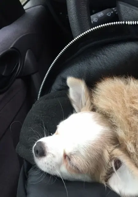 Martin из Праги